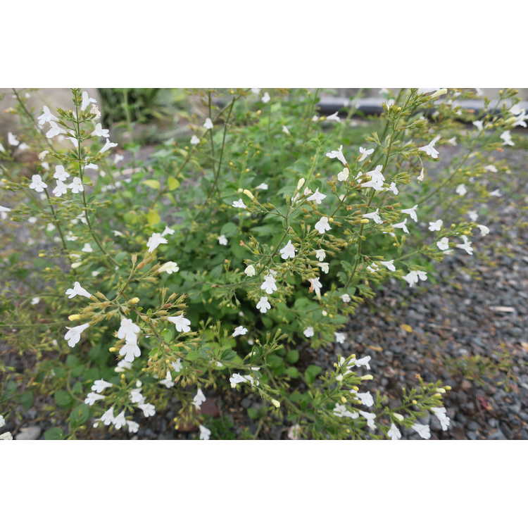 Clinopodium nepeta subsp. glandulosum 'White Cloud'