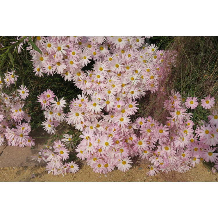 Chrysanthemum 'Country Girl'