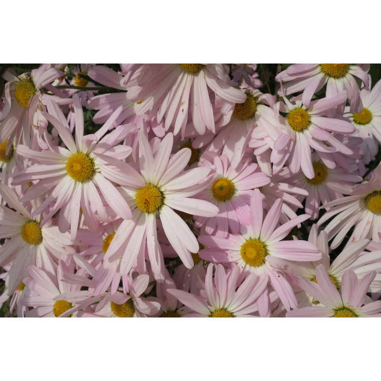 Chrysanthemum 'Country Girl' - garden chrysanthemum