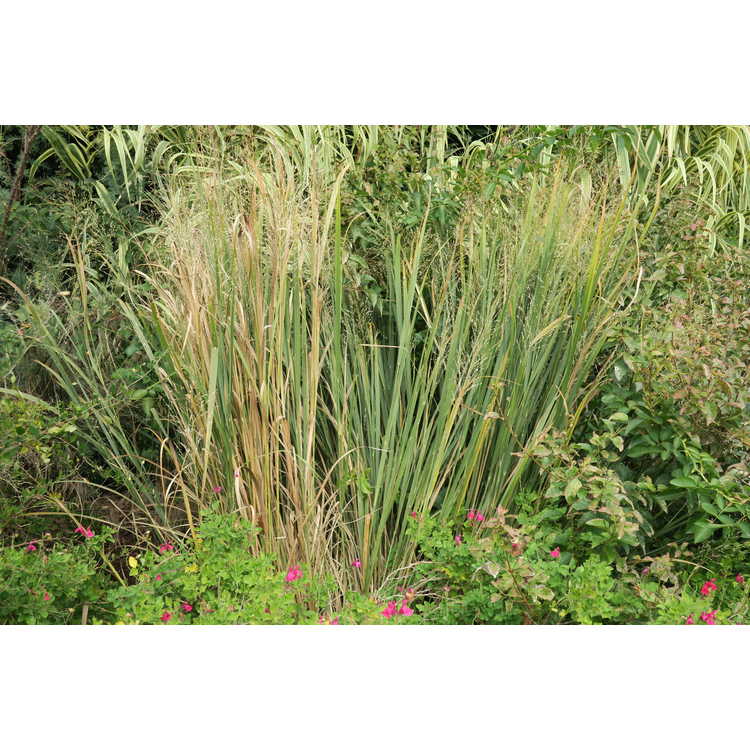 Panicum virgatum 'Northwind' - common switch grass