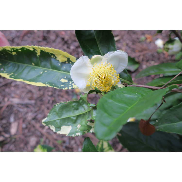 Camellia sinensis O. Kuntze