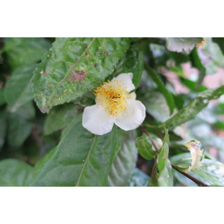 Camellia sinensis 'O. Kuntze' - variegated tea
