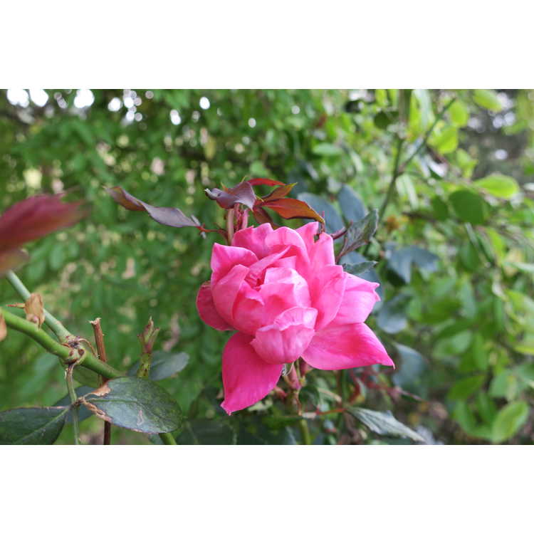 Pink Double Knock Out shrub rose