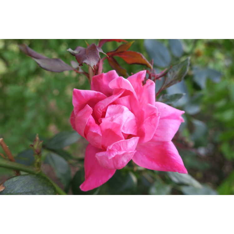 Pink Double Knock Out shrub rose