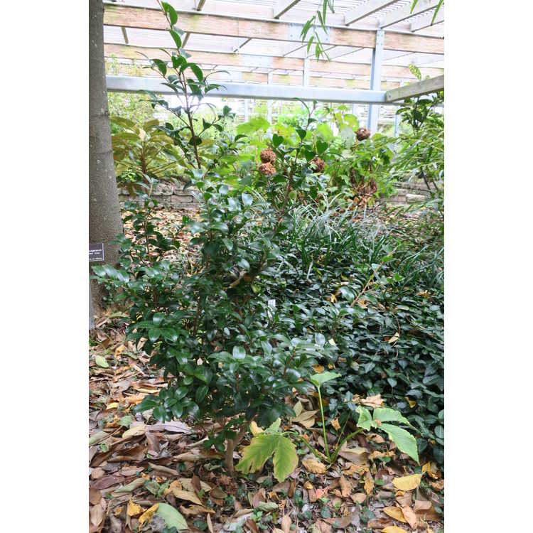 <em>Camellia sasanqua</em> 'Green 99-006'