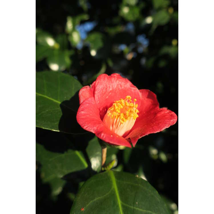 Camellia 'Winter's Star'