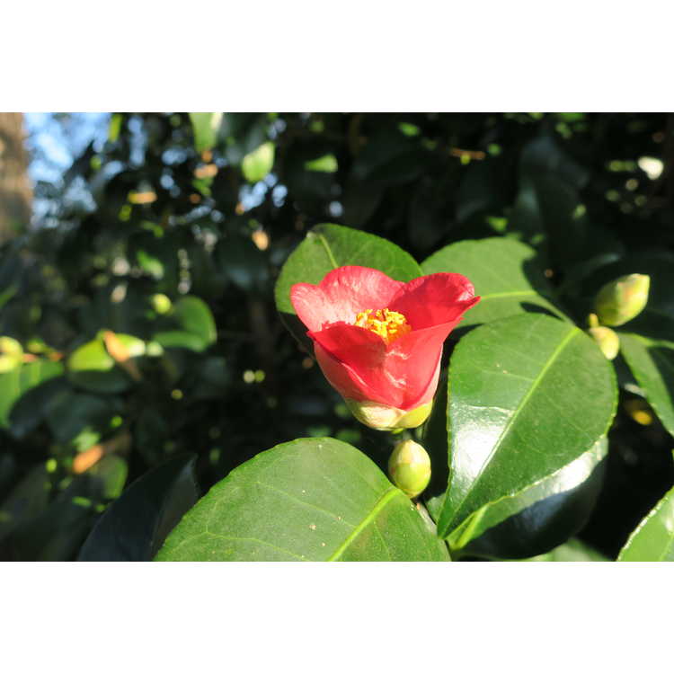 Camellia 'Winter's Star'