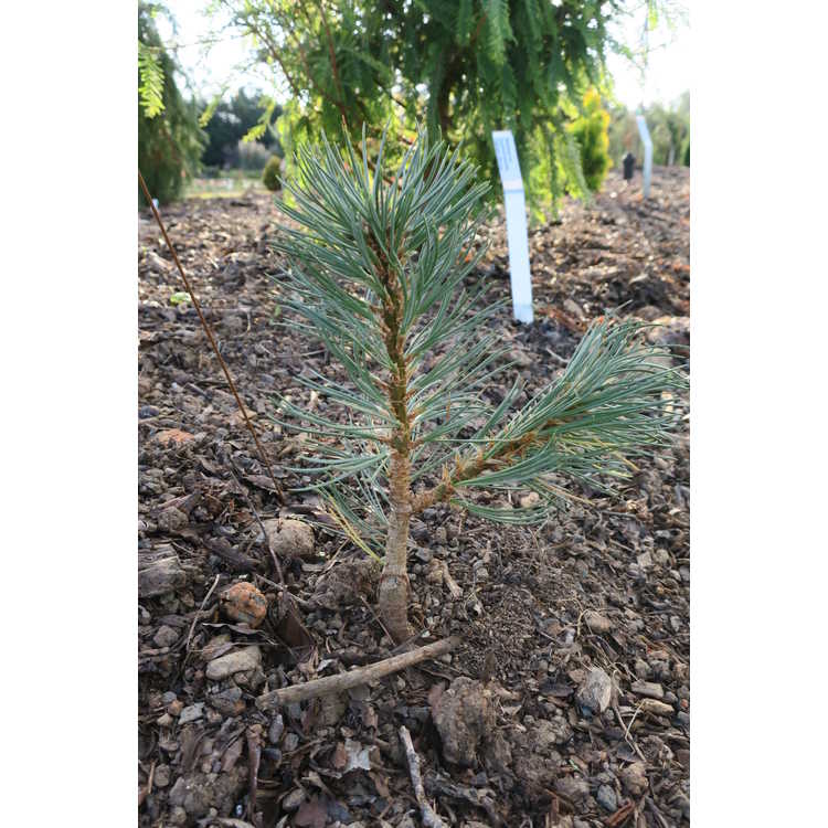 <em>Pinus flexilis</em> 'Nicelam'