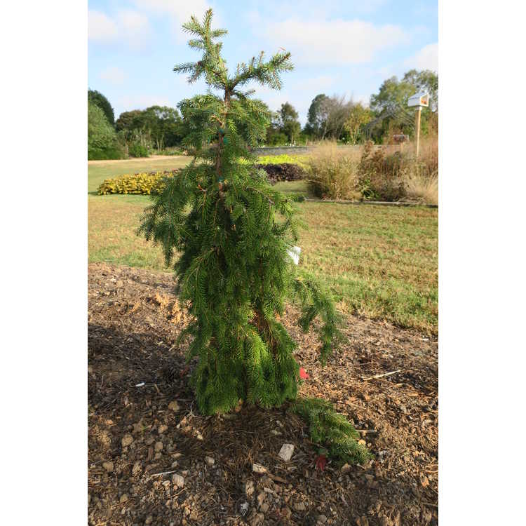 Picea omorika 'Kuck's Weeping' - weeping Serbian spruce