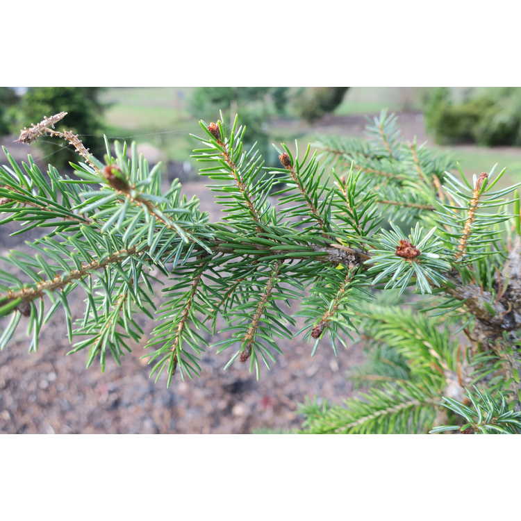 Picea omorika 'Kuck's Weeping' - weeping Serbian spruce