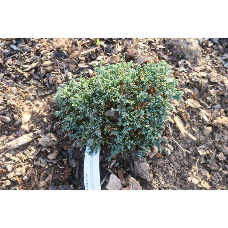 <em>Juniperus horizontalis</em> 'Blue Pygmy'