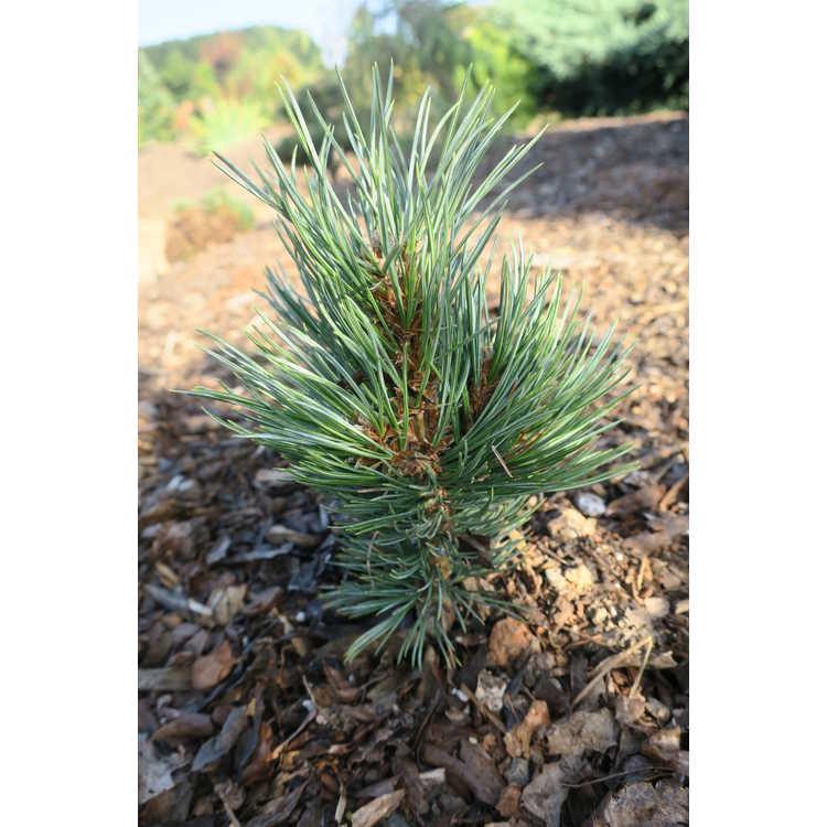 Pinus flexilis 'Kinzie Rose' - dwarf limber pine