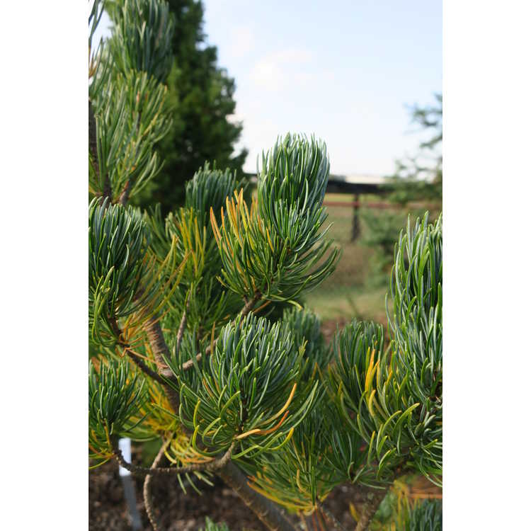 Pinus kwangtungensis