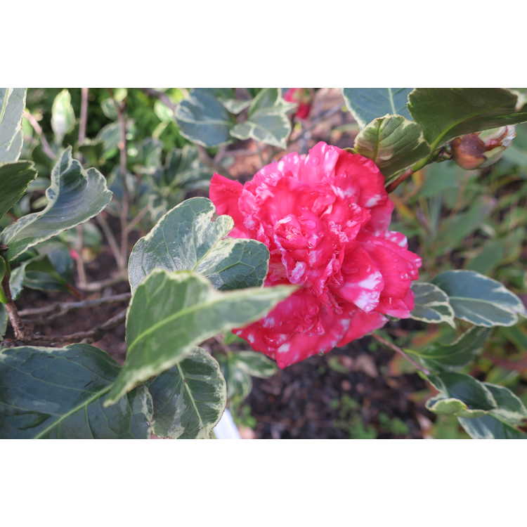 Camellia japonica Fuiri Benten