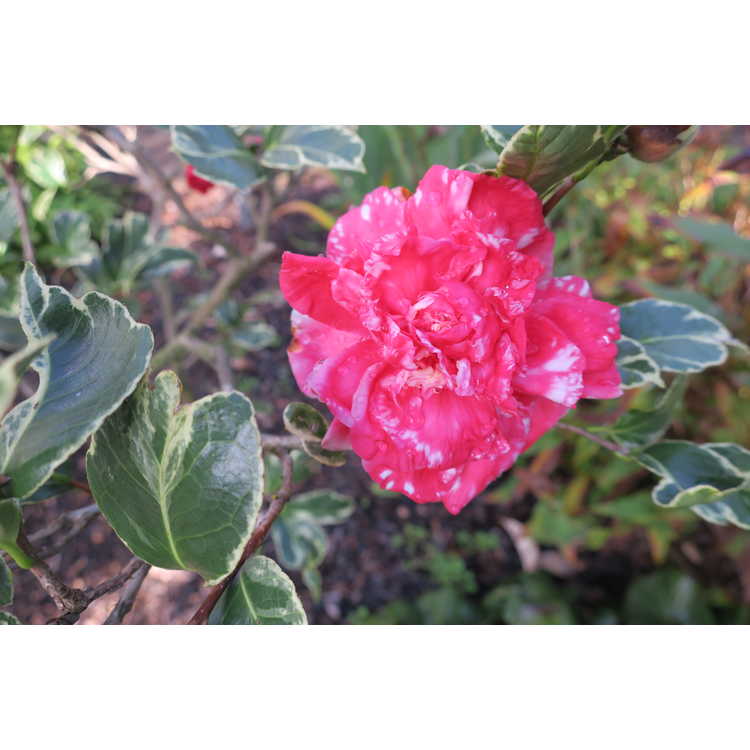 Camellia japonica 'Fuiri Benten'