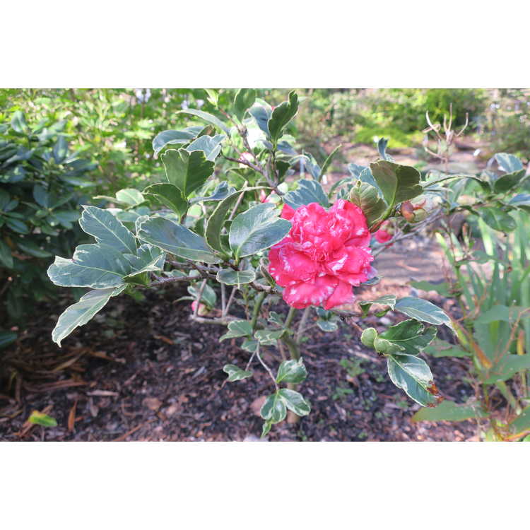 Camellia japonica 'Benten-kagura'