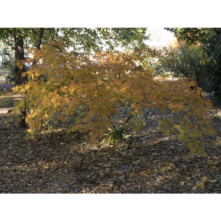 Acer palmatum 'Omure yama'