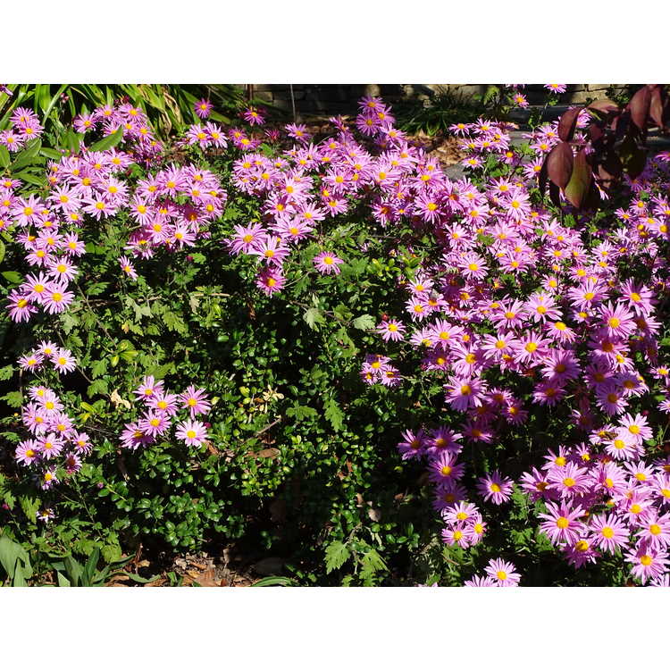 Chrysanthemum 'Miss Gloria's Thanksgiving Day' - garden chrysanthemum