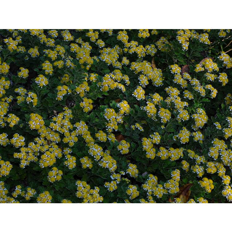 Ajania × Chrysanthemum