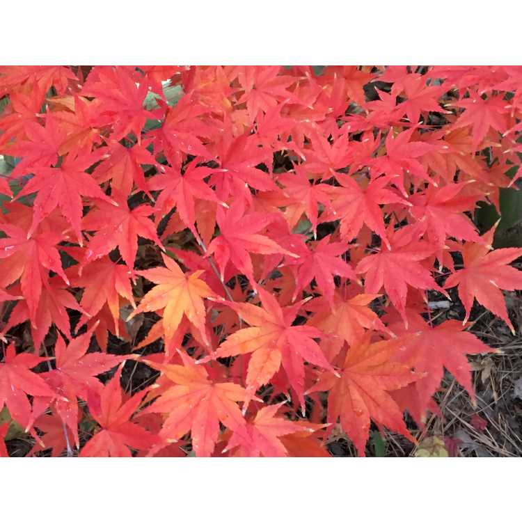 Acer palmatum 'Syuka' - Japanese maple