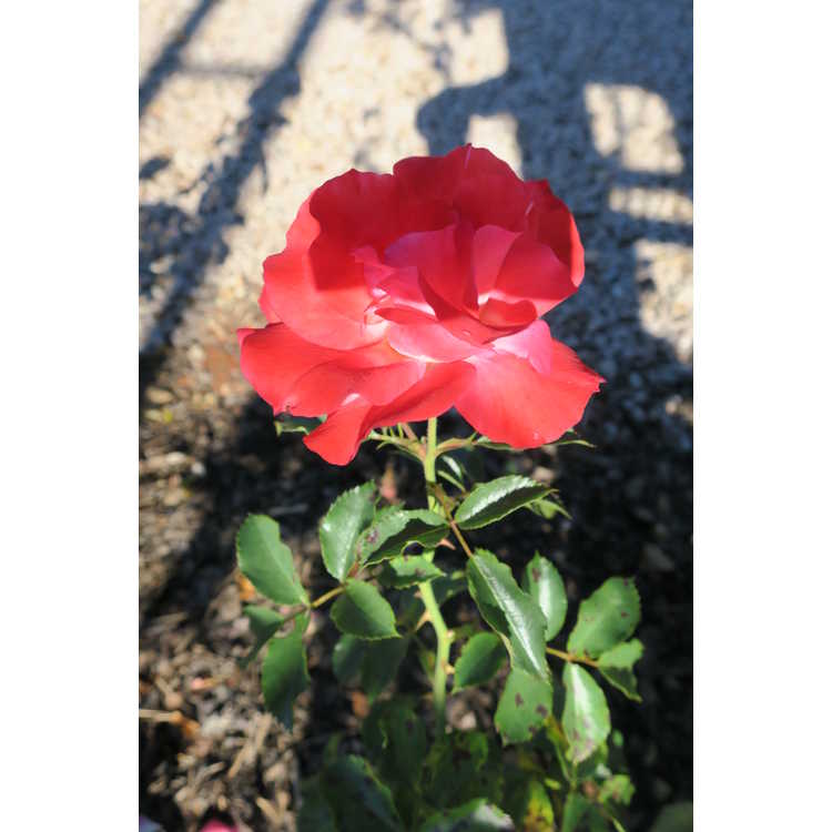 Rosa 'Baiove' - Easy Elegance Coral Cove shrub rose