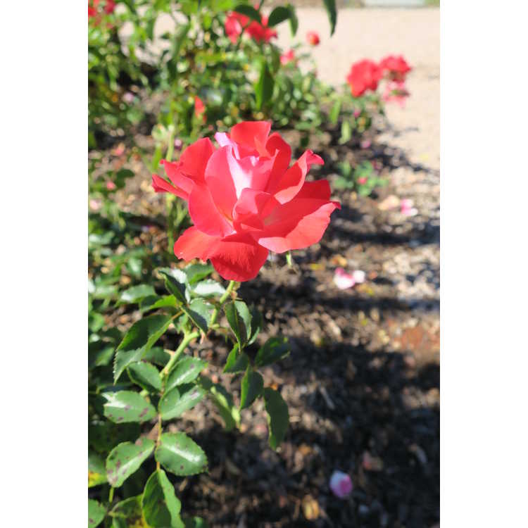 Rosa 'Baiove' - Easy Elegance Coral Cove shrub rose