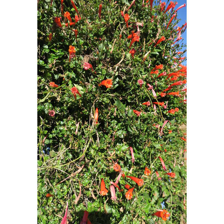 Manettia cordifolia