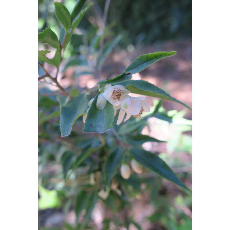 Camellia elongata