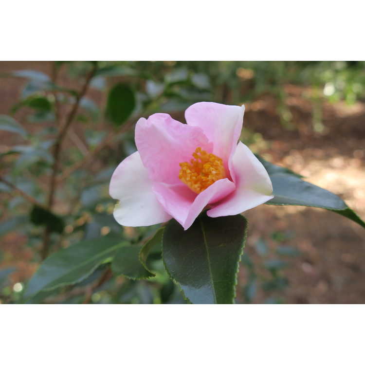 Camellia 'Yume'
