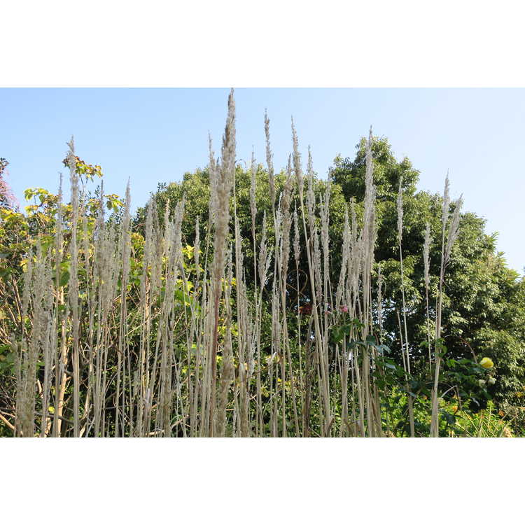 Saccharum ravennae - Ravenna grass