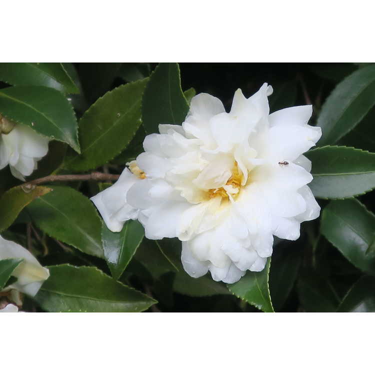 Camellia 'Snow Flurry' - Ackerman hybrid camellia