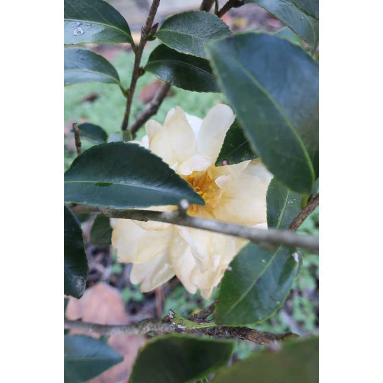 Camellia sasanqua 'Fuji-no-yuki'