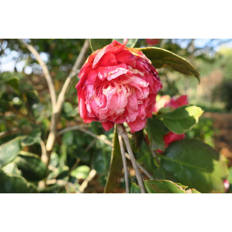 Camellia japonica Benten Kagura