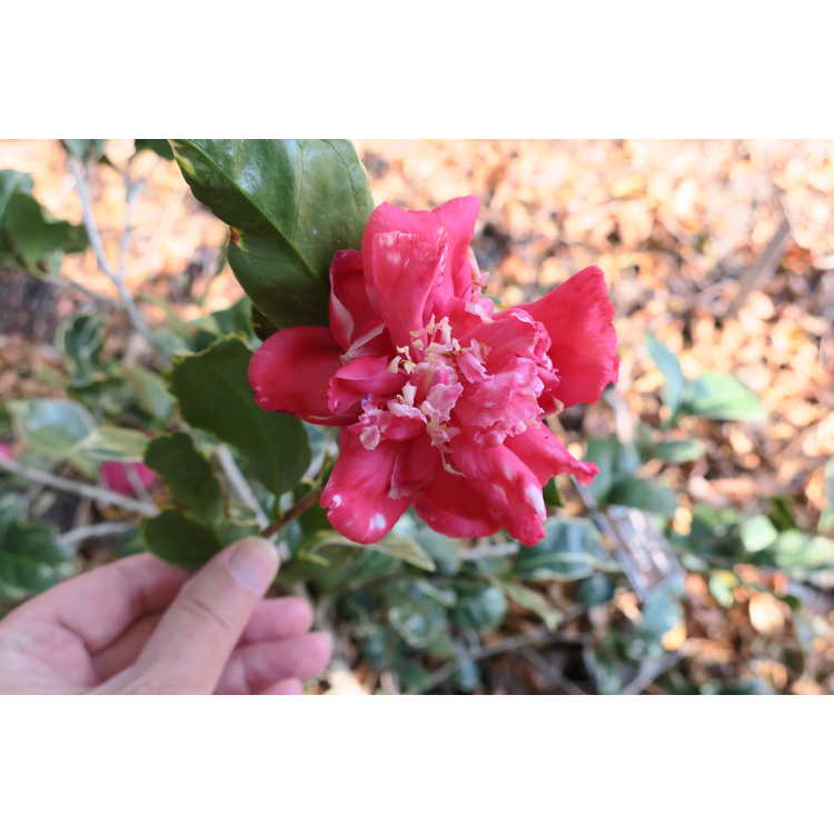 Camellia japonica 'Benten Kagura'
