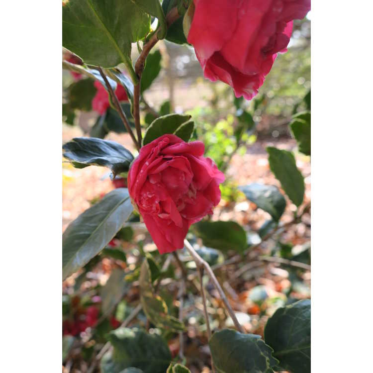 Camellia japonica 'Benten Kagura'