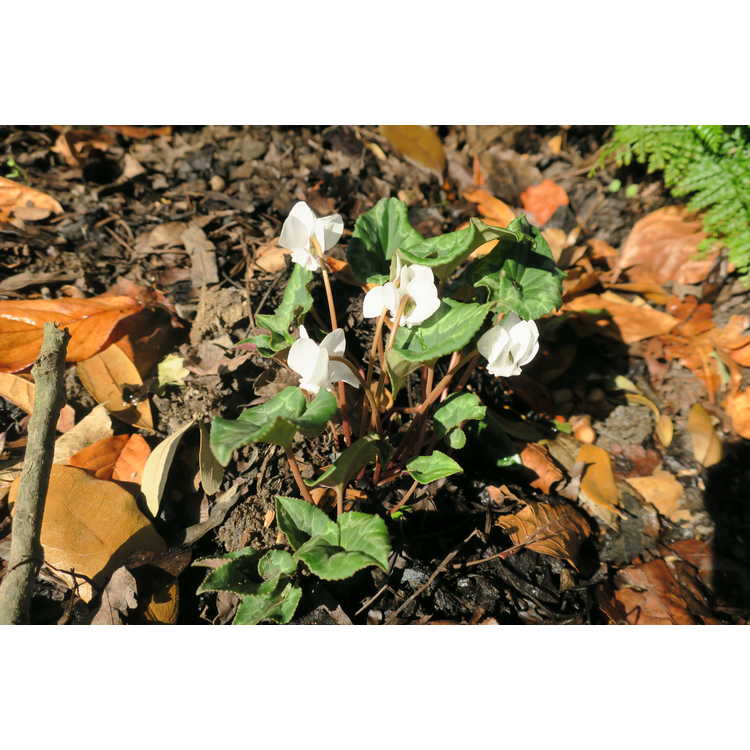 Cyclamen hederifolium hederifolium albiflorum