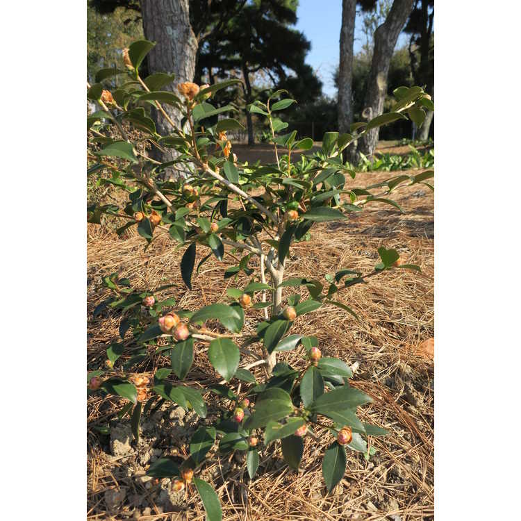 Camellia sasanqua 'Green 01-006'