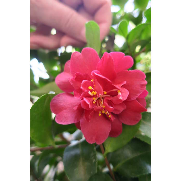 Camellia sasanqua Green02-003 October Magic Ruby