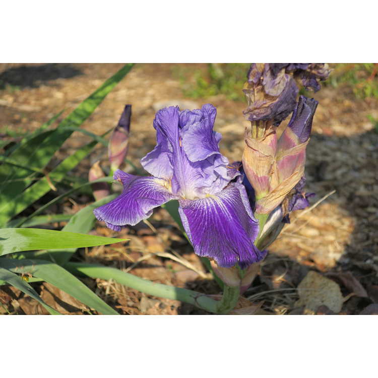 Iris Deliciously Different