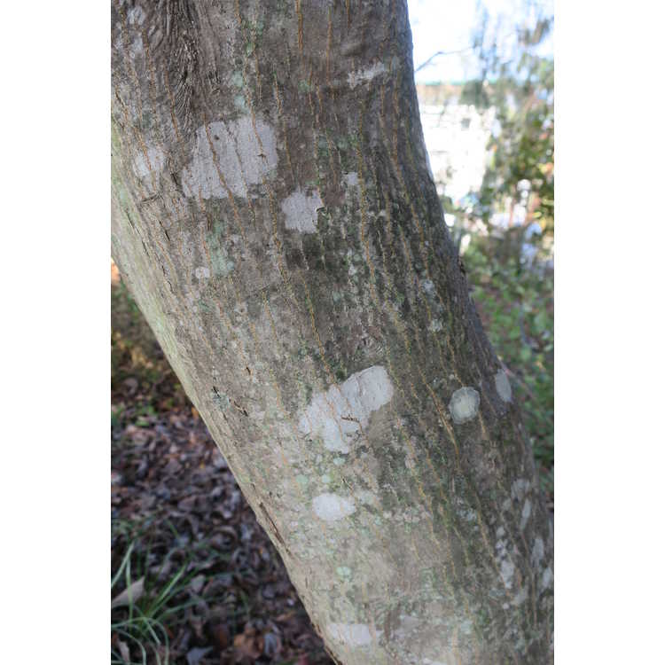 Acer palmatum 'Sumi Nagashi'