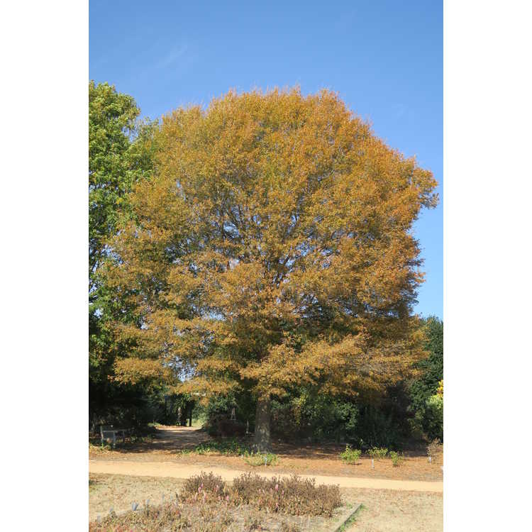 willow oak