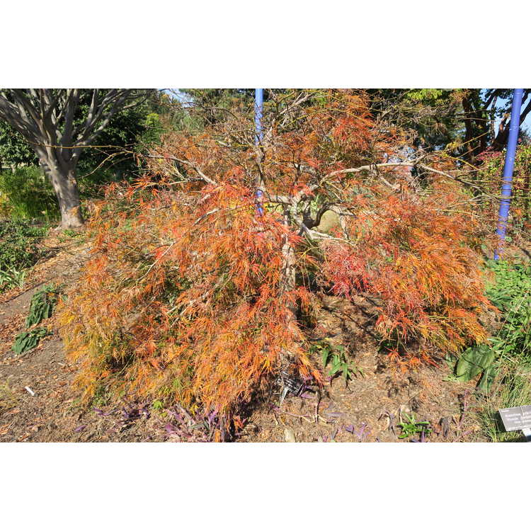Acer palmatum 'Waterfall' - green lace-leaf Japanese maple