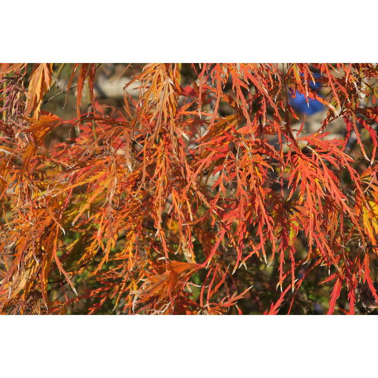 Acer palmatum 'Waterfall' - green lace-leaf Japanese maple