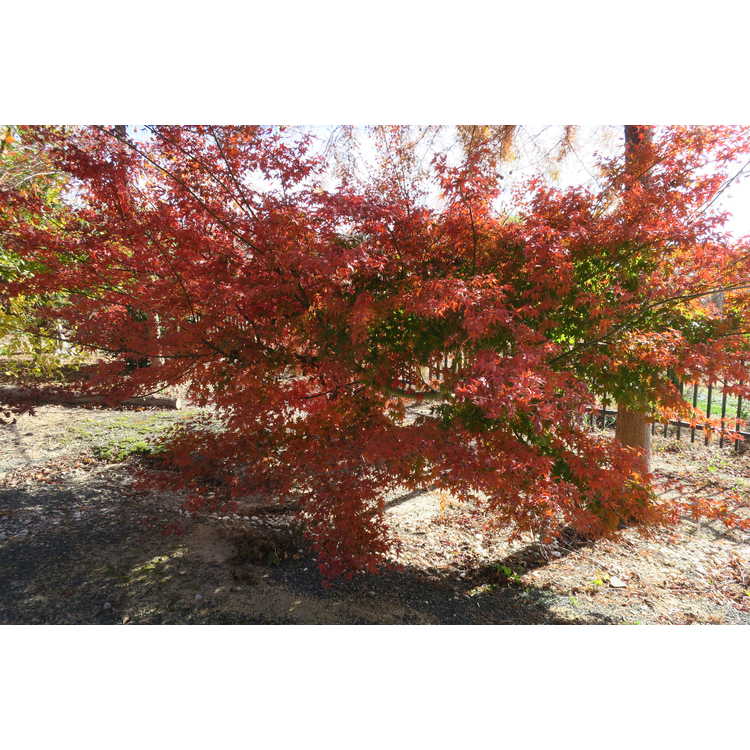 Acer palmatum 'Mardi Gras' - variegated Japanese maple