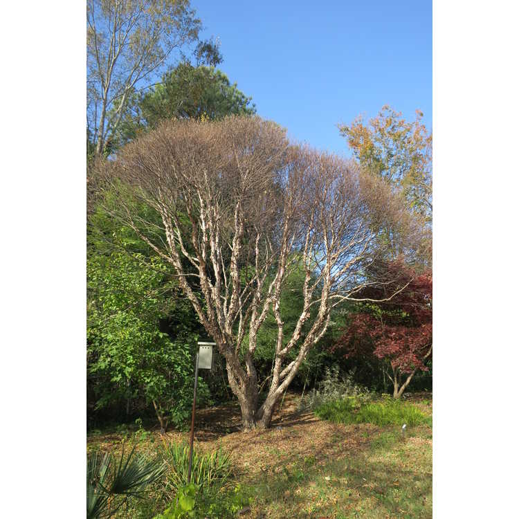 Betula nigra 'Little King' - Fox Valley dwarf river birch