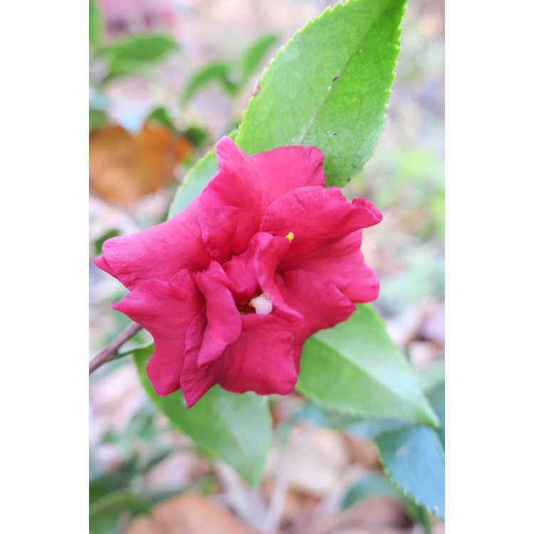 Camellia sasanqua 'Tdn116'