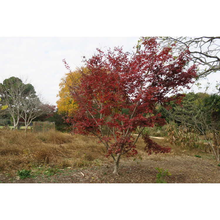 Acer palmatum 'Nuresagi'