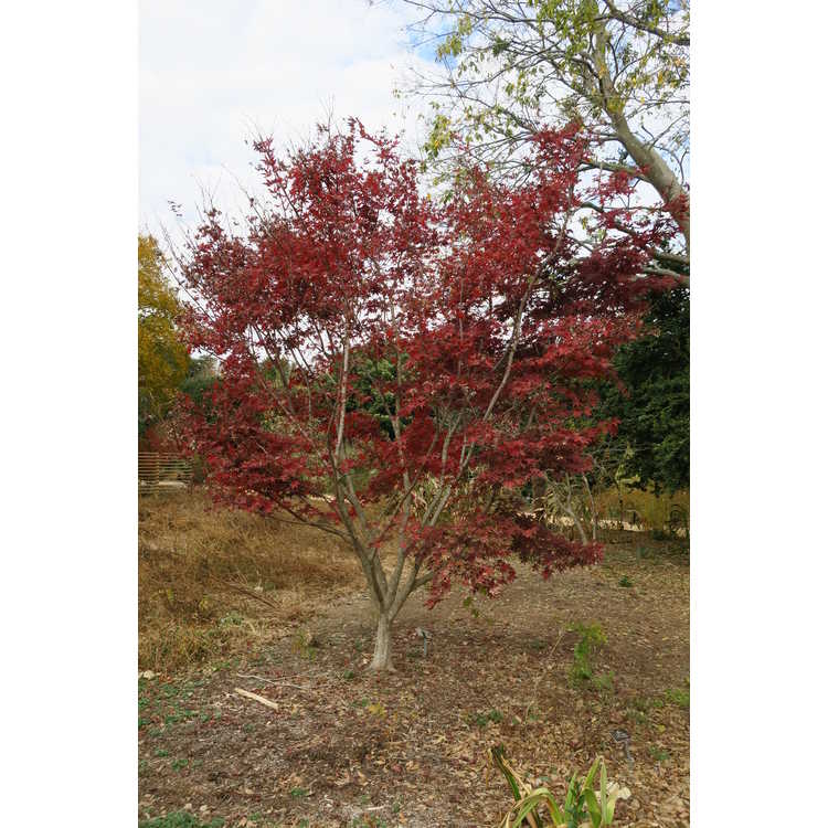 Acer palmatum 'Nuresagi'