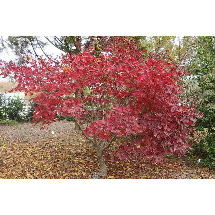 <em>Acer palmatum</em> 'Fireglow'