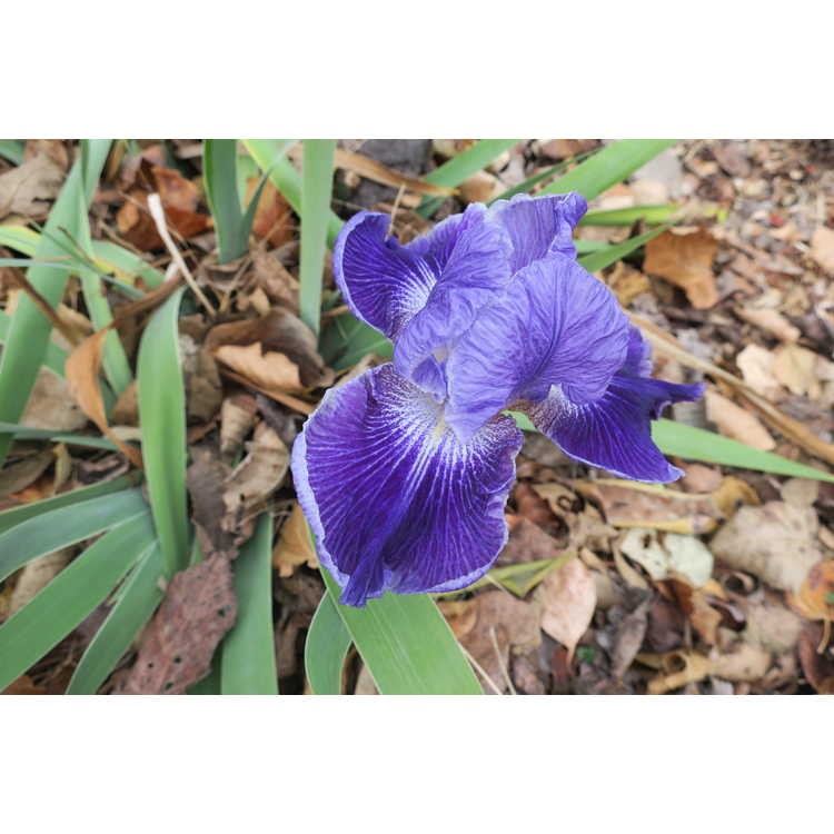 Iris Deliciously Different